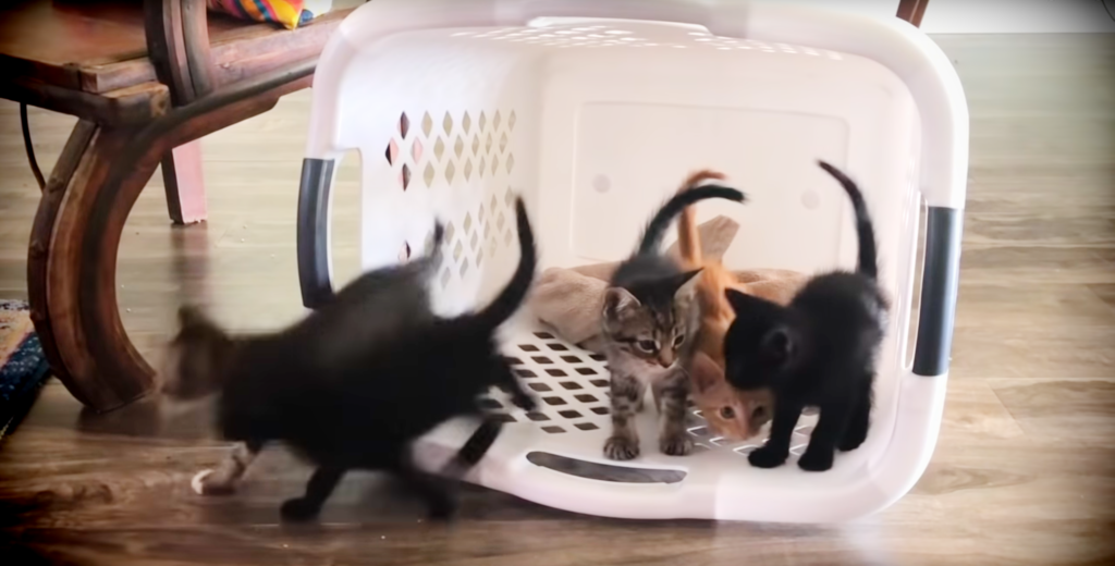 Kittens in a Laundry Basket