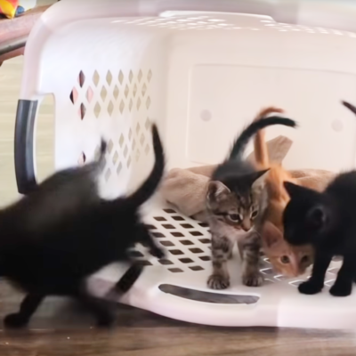 Kittens in a Laundry Basket