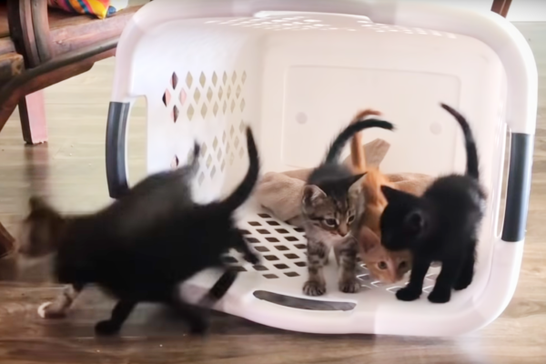 Kittens in a Laundry Basket